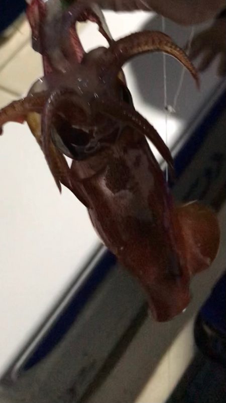 過酷なイカメタル