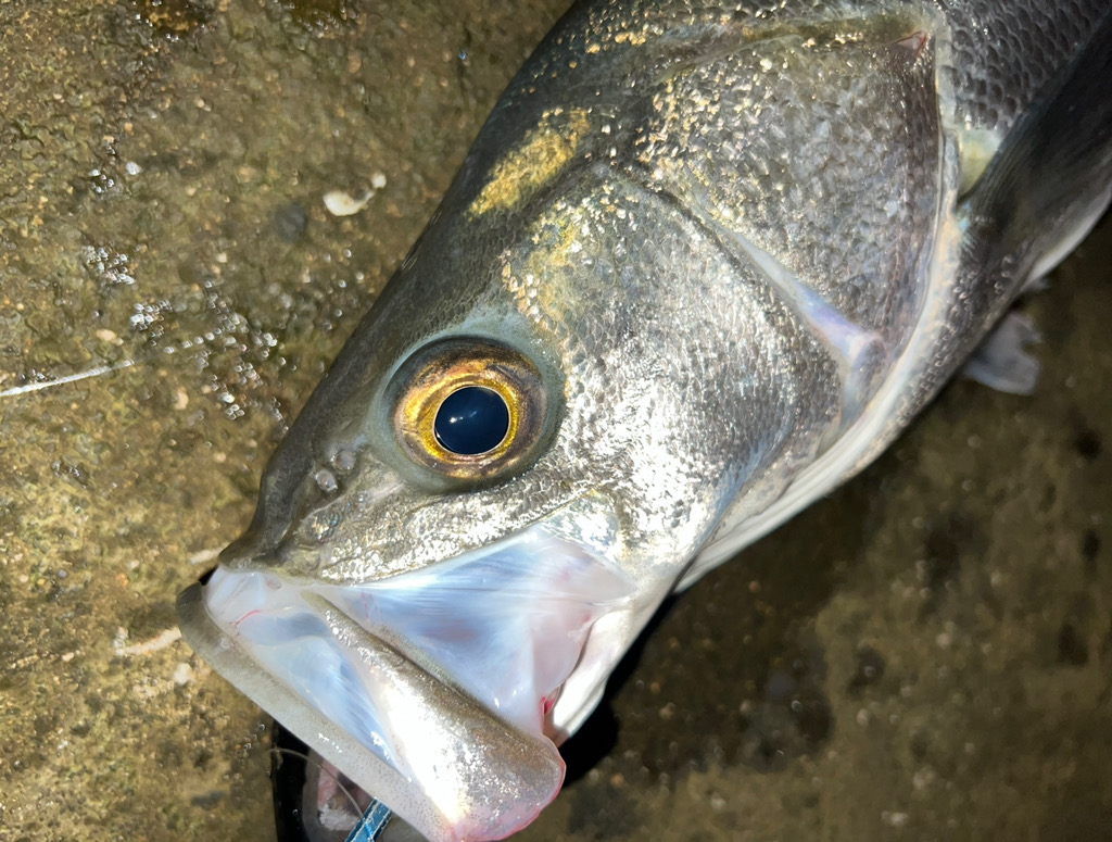 深夜のシーバス