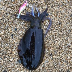 台風後の夕方チャンス