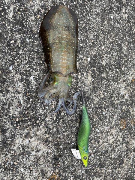 朝まずめ釣行！！