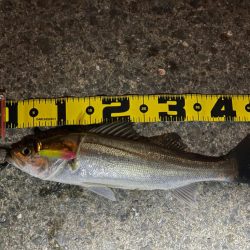 今日はハッピーデイ！