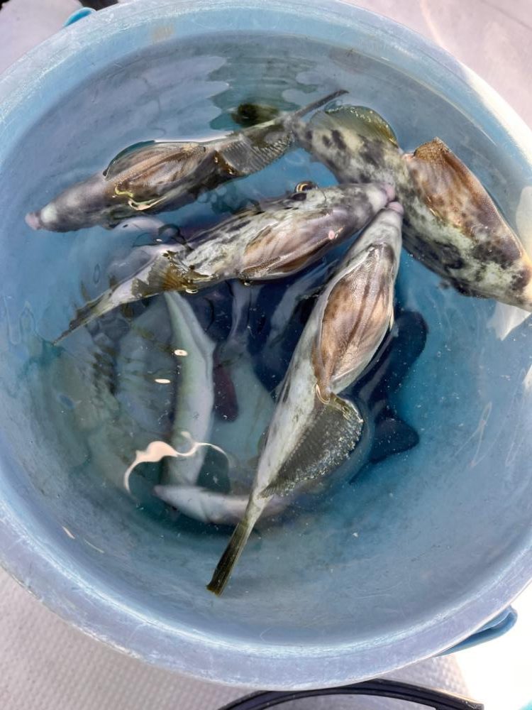 カワハギ釣り時々、鯛ラバ