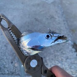 夏太刀魚なかなか渋い状況です