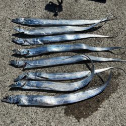 青物釣りたいなー