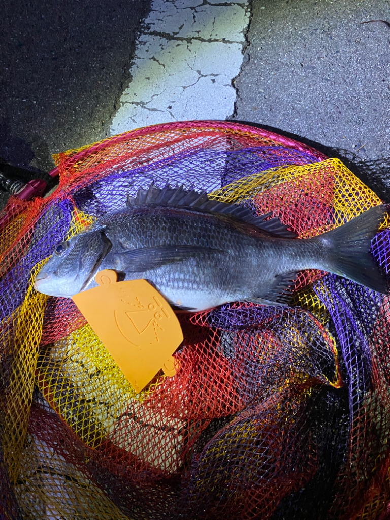 ヘチってきました