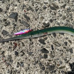 近所の堤防でダツ