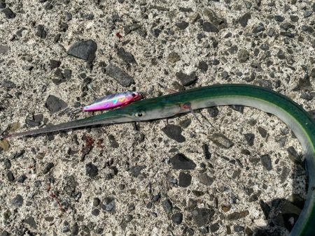 近所の堤防でダツ