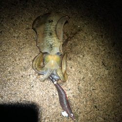 【越前】アオリイカ探し②