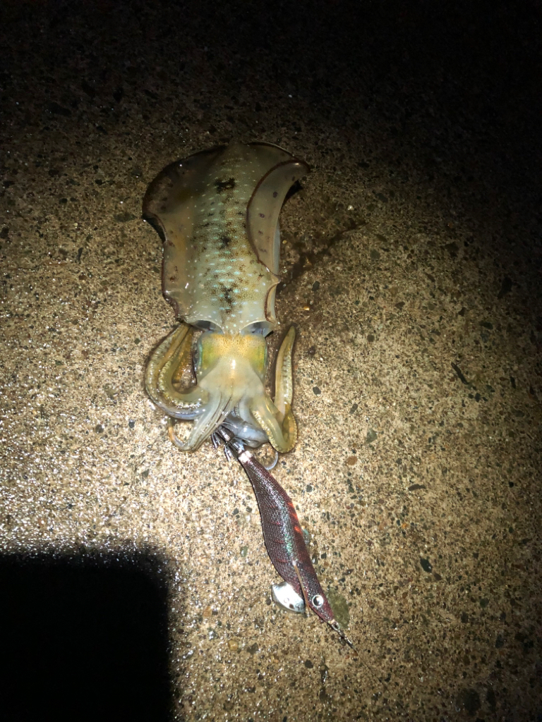 【越前】アオリイカ探し②