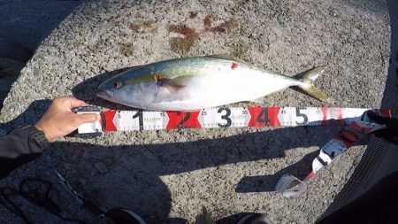 メジロ！2022ライトゲーム第31戦