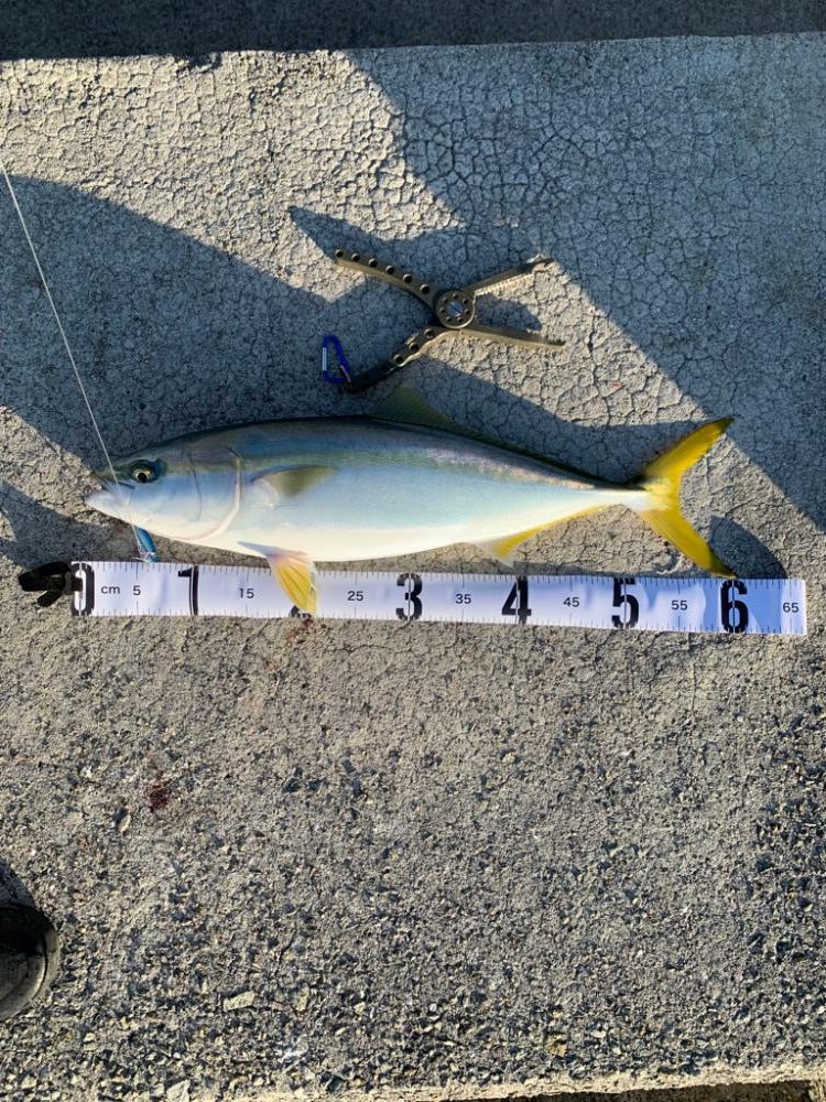 今週も、今期初物!