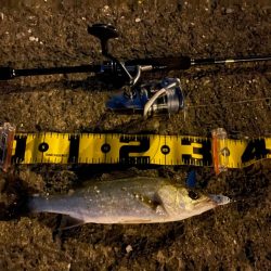 シャルダスしか勝たん！