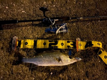 シャルダスしか勝たん！