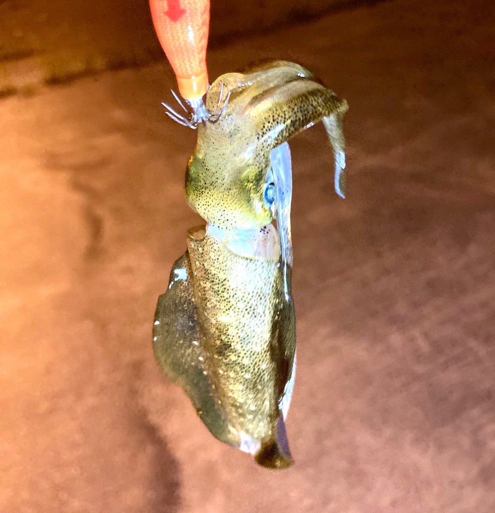 アジング&エギング