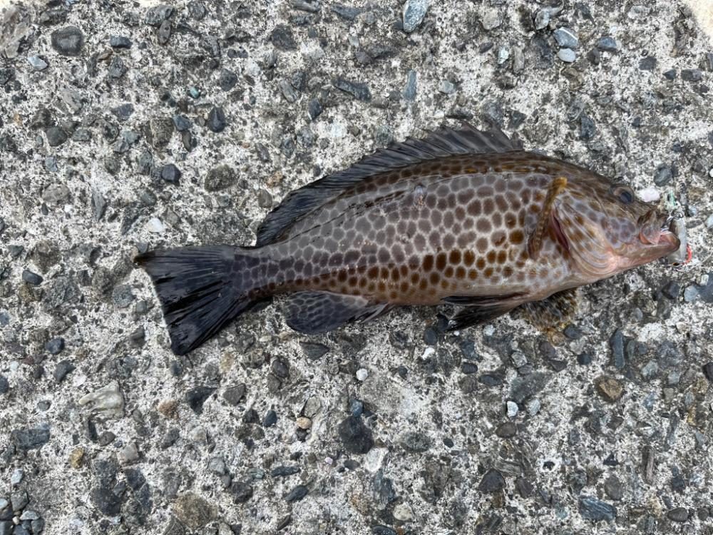 隙間時間ライトゲーム