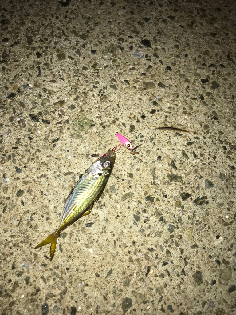 アジング&ライトエギング