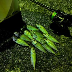 豆アジング練習会