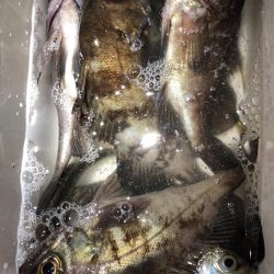 ライトゲームシーズン開幕