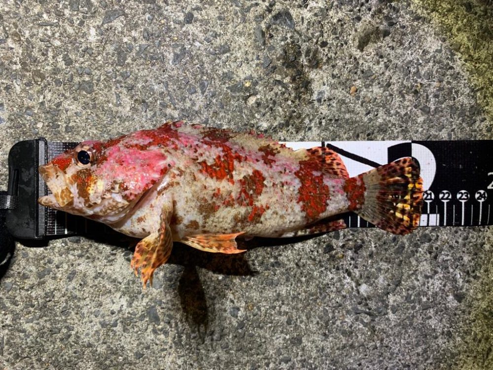 ロックフィッシュ祭り