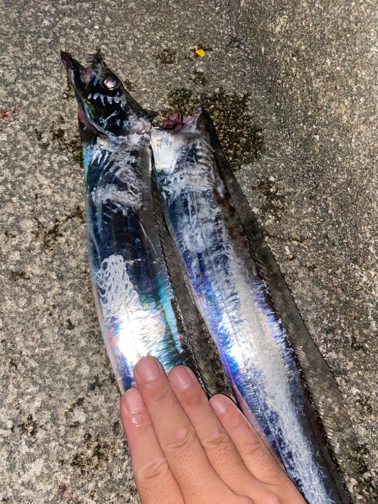 今季初タチウオ