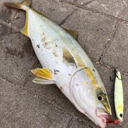 ツバス33cm。。。