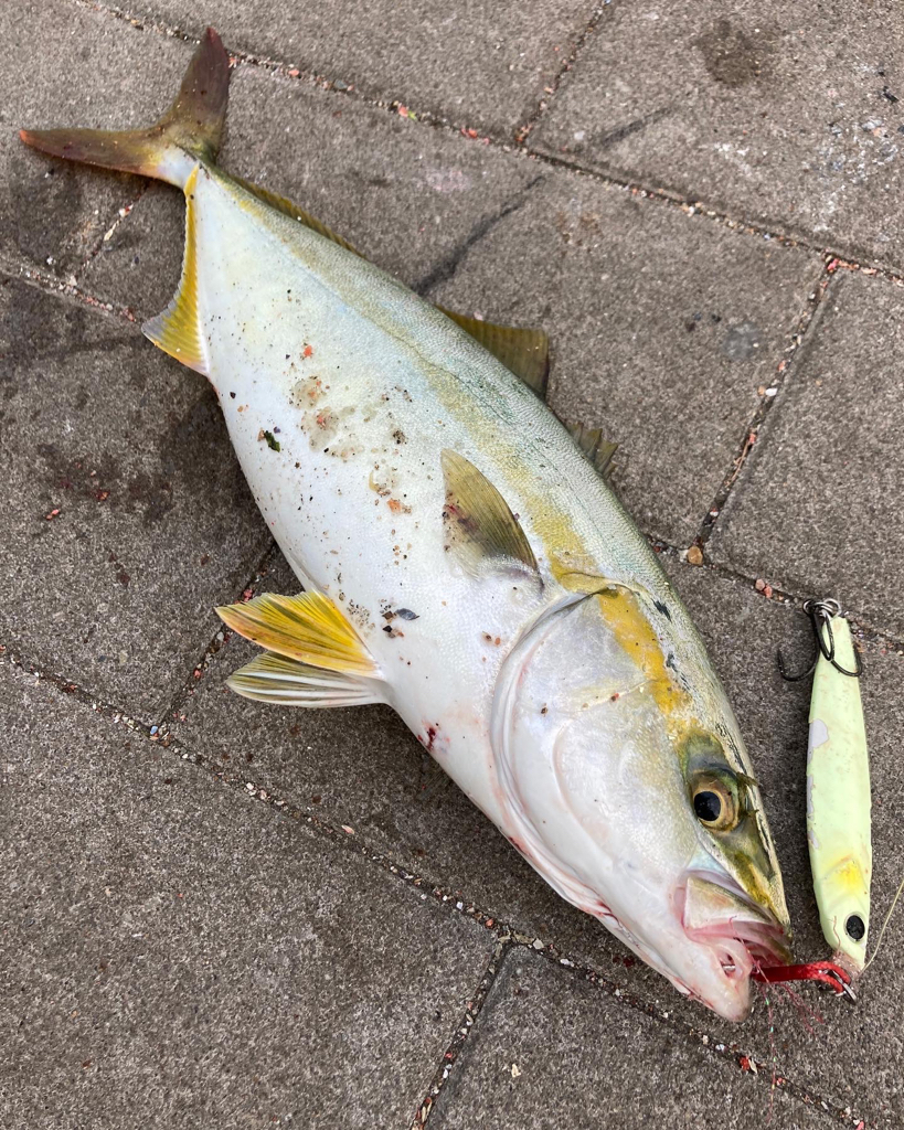 ツバス33cm。。。