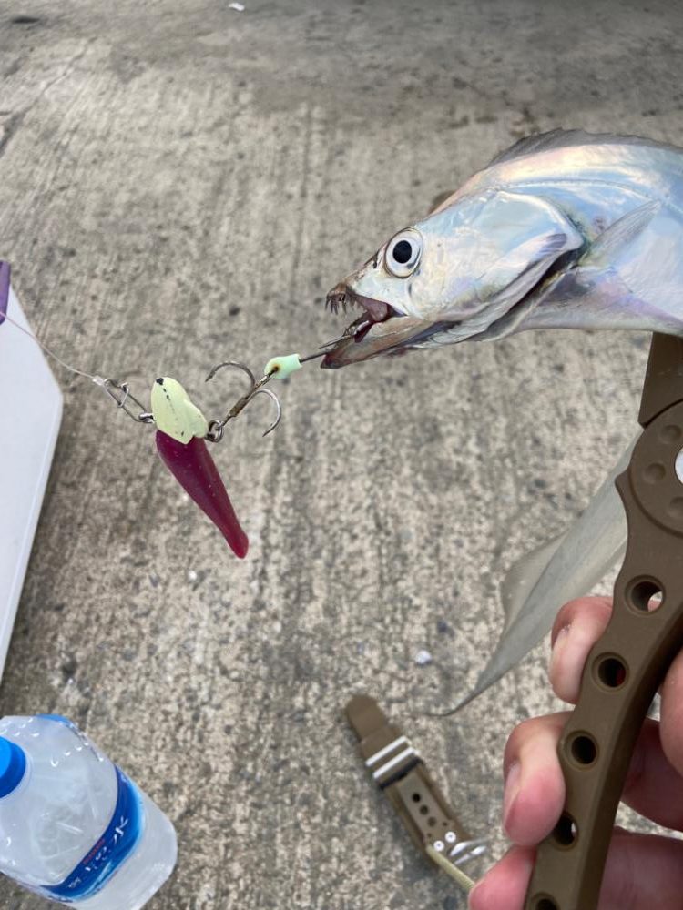 ワインドの日！？ワインドの連続ダートアクションで連発♪かこ