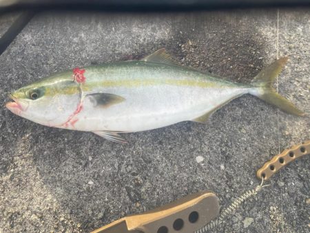 2022年ホーム初釣果②