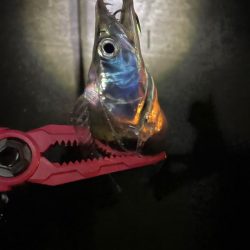 日が変わってすぐの釣り