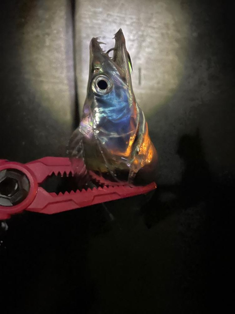 日が変わってすぐの釣り