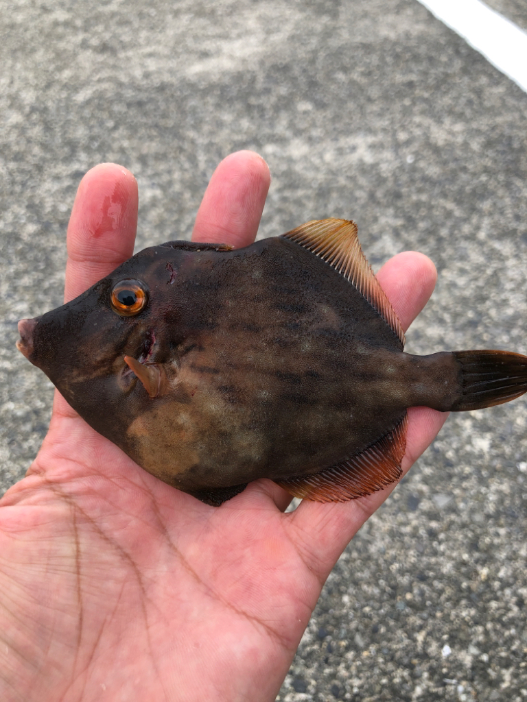 元気なカワハギ乱舞でしたー！