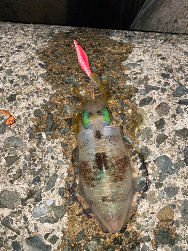 久びさエギング