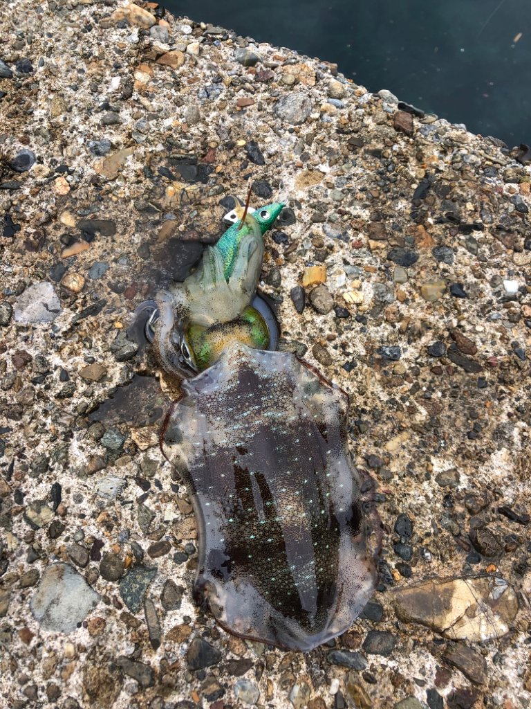 【秋イカ好調】京丹後〜伊根湾②