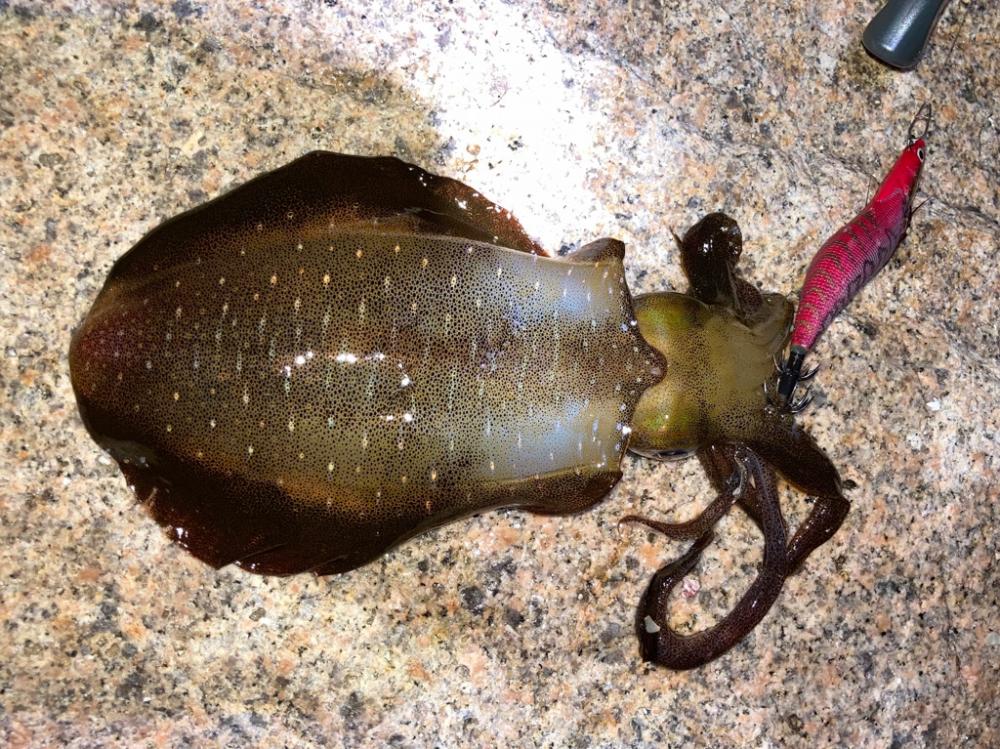 神明エギング好調です