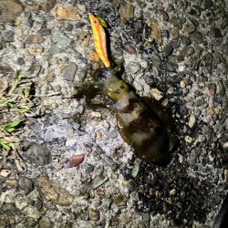 初エギング調査