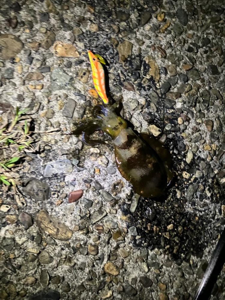 初エギング調査