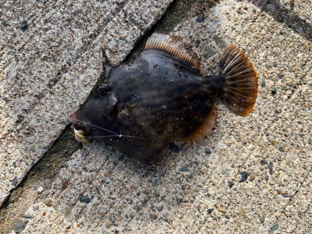 旅行ついで釣行2