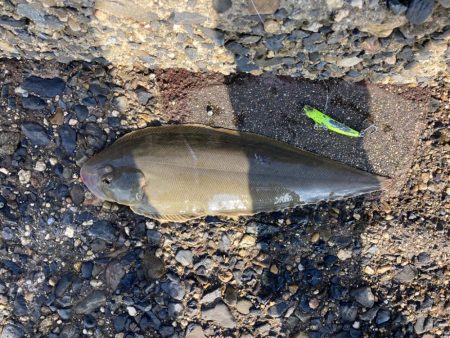 フラットフィッシュ