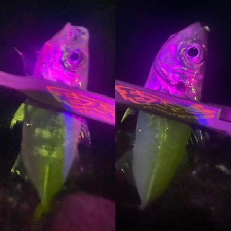 マズメチャレンジ