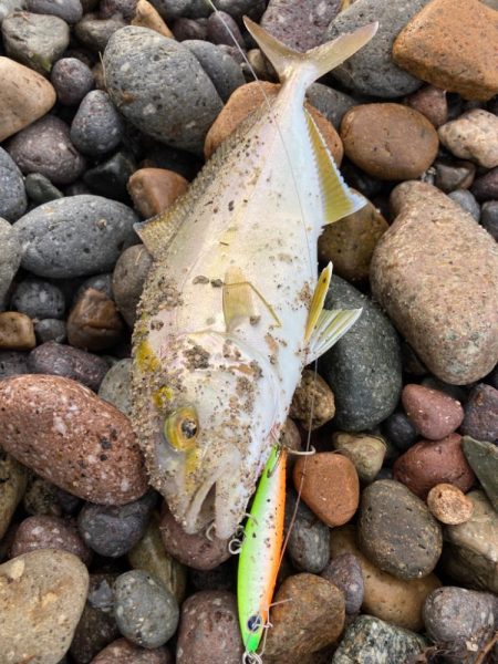 秋の夕涼み釣行