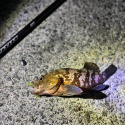 アコウ40up釣りたい