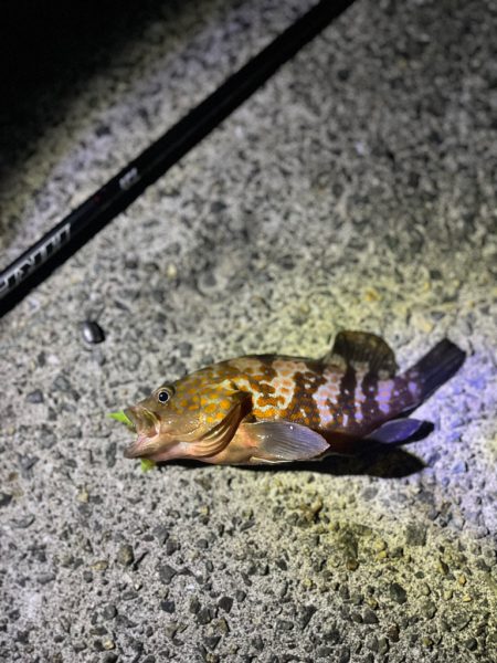 アコウ40up釣りたい