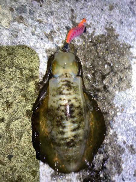 エギングシーズン突入