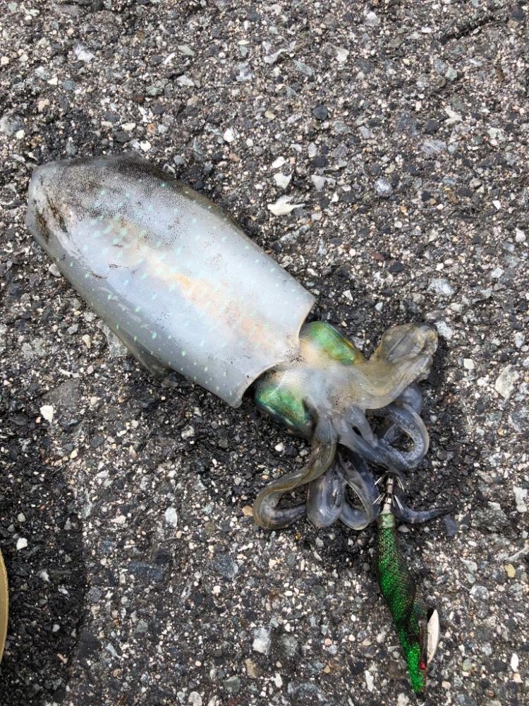 初アオリイカ(新子)