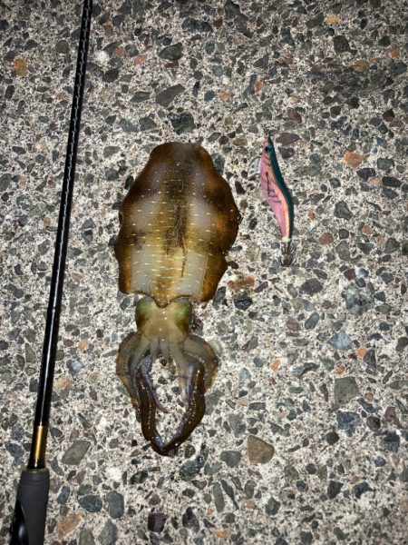 釣れ過ぎ注意！！