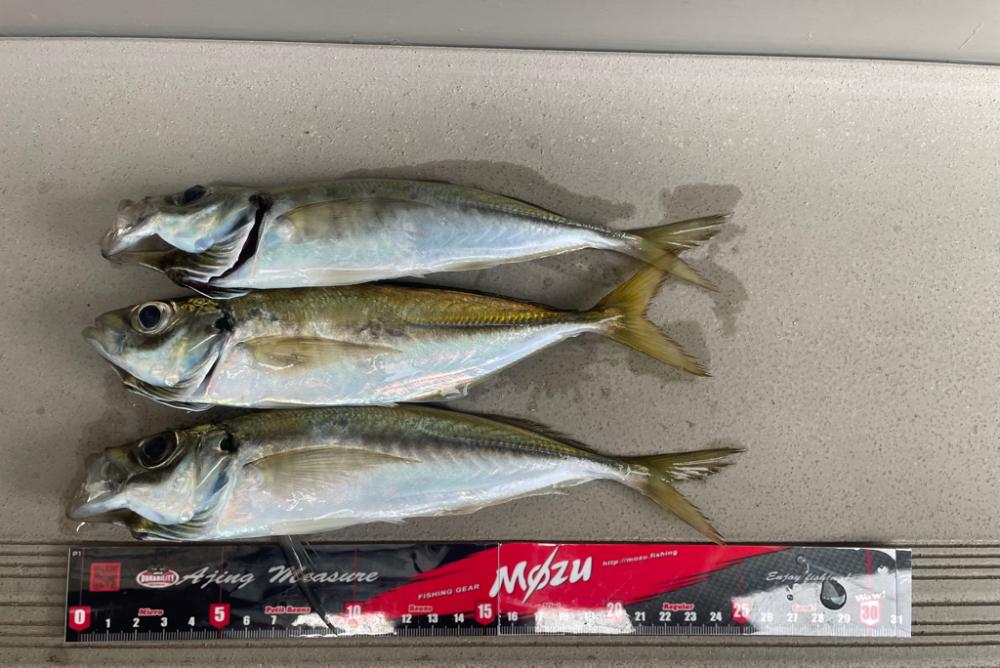 ワームカラーが合った日