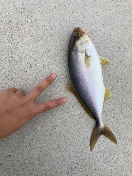 旅行中にジグパラでカンパチ！！！