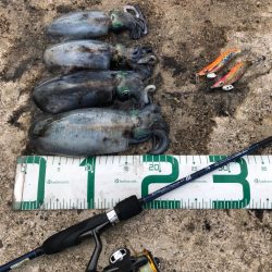 2022 佐渡ヶ島エギング 7回目