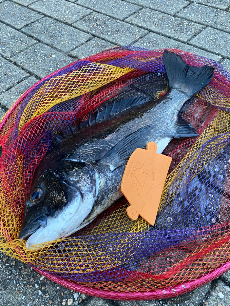 ヘチってきました