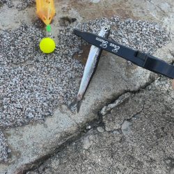 サヨリが釣りたいのに